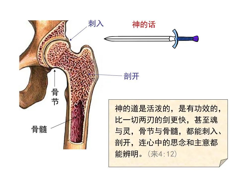 圣经图表——《希伯来书》上(图26) 圣经图表——《希伯来书》上(图26)