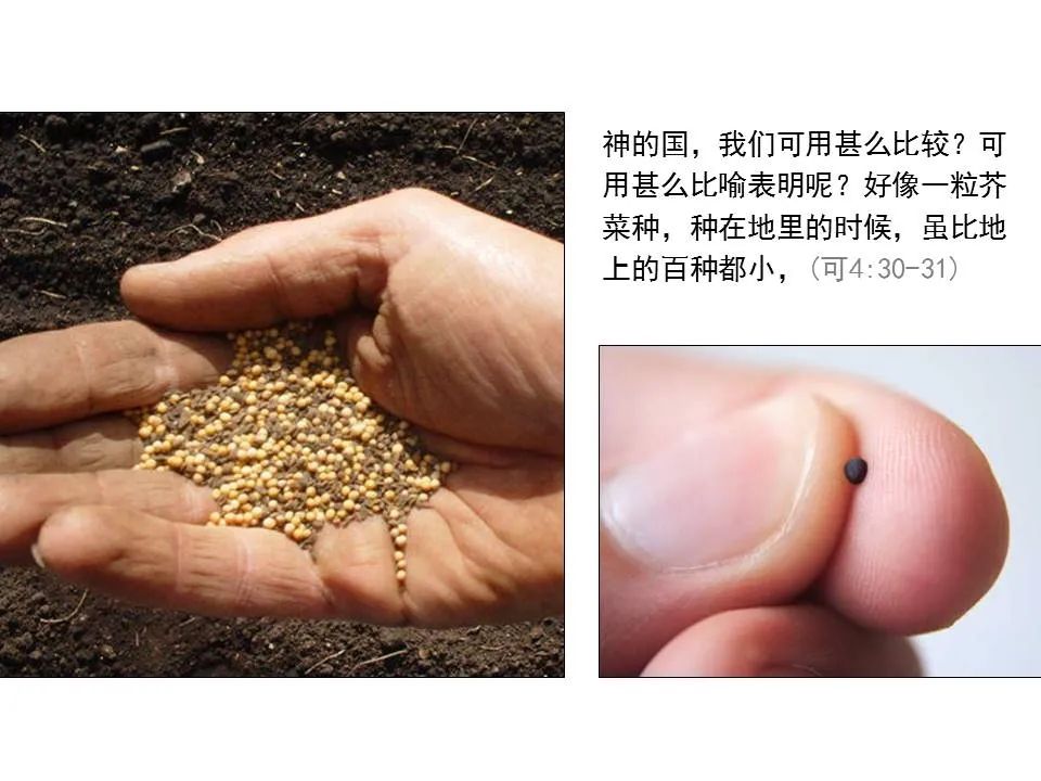 圣经图表——《马可福音》上(图45) 圣经图表——《马可福音》上(图45)