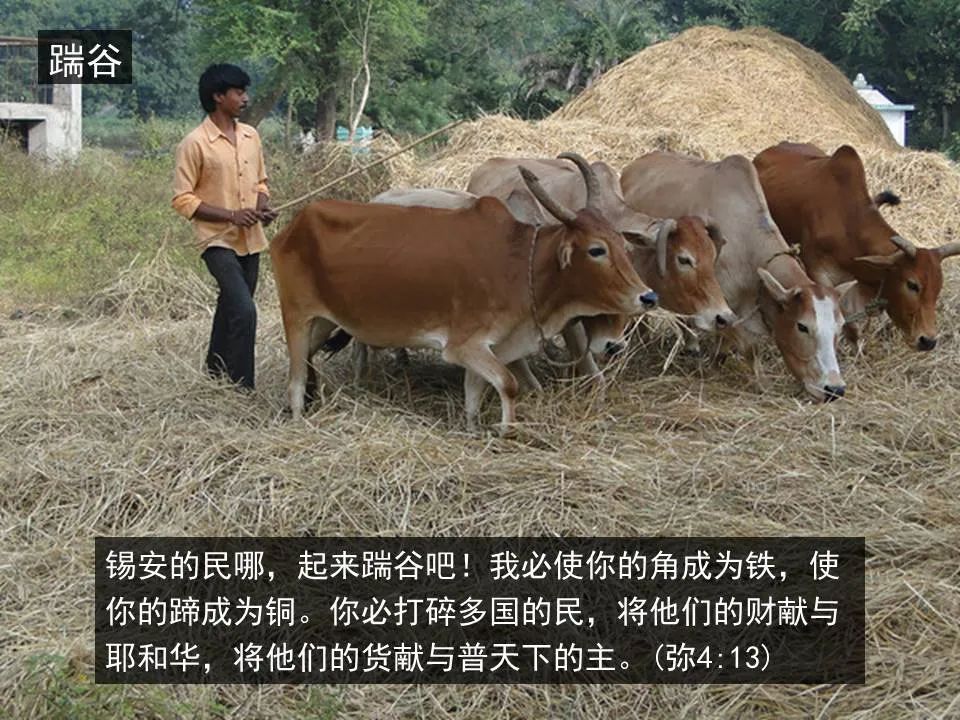 圣经图表——《弥迦书》(图20) 圣经图表——《弥迦书》(图20)
