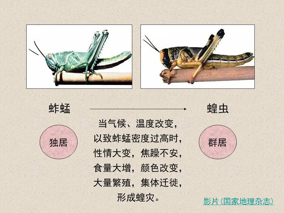 圣经图表——《约珥书》(图5) 圣经图表——《约珥书》(图5)