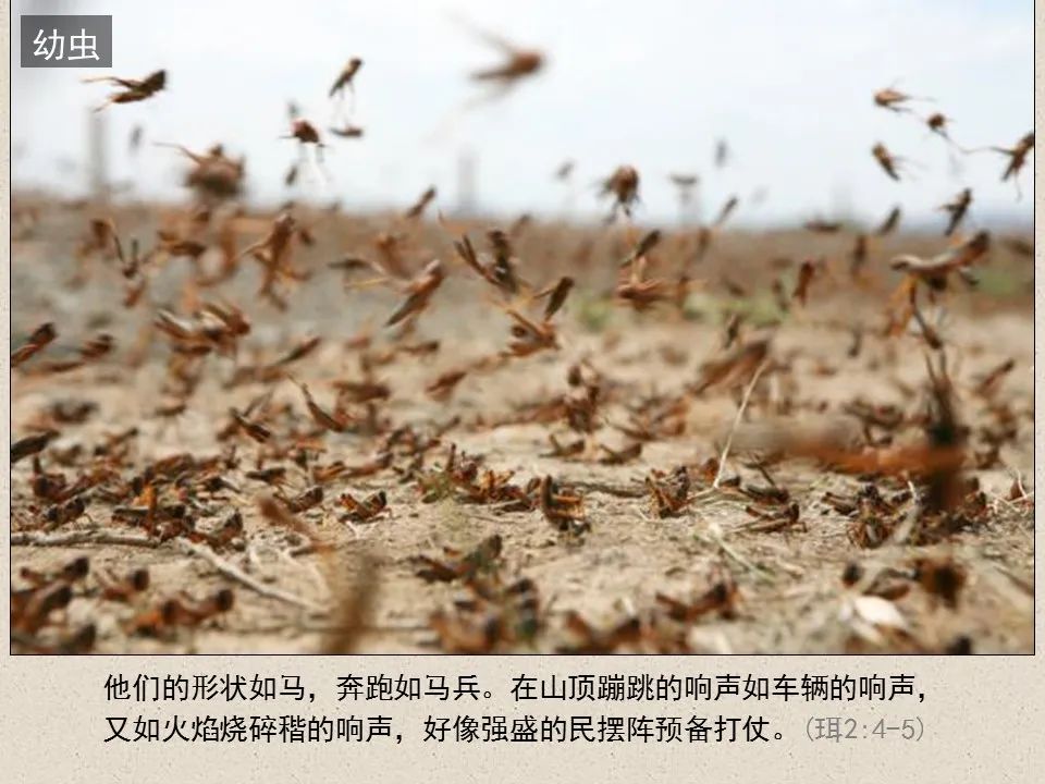 圣经图表——《约珥书》(图33) 圣经图表——《约珥书》(图33)