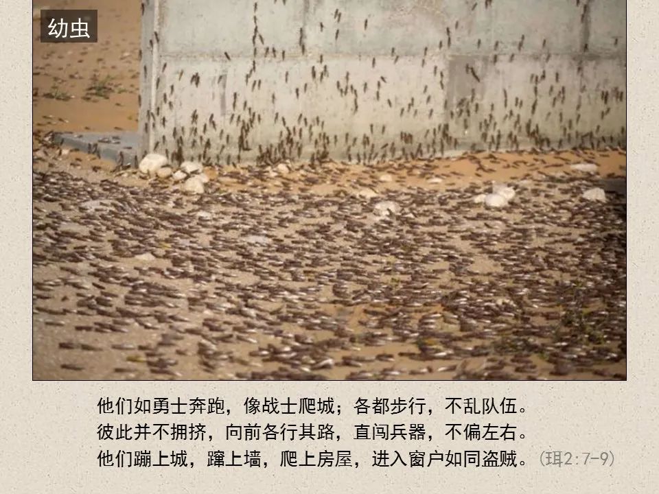 圣经图表——《约珥书》(图35) 圣经图表——《约珥书》(图35)