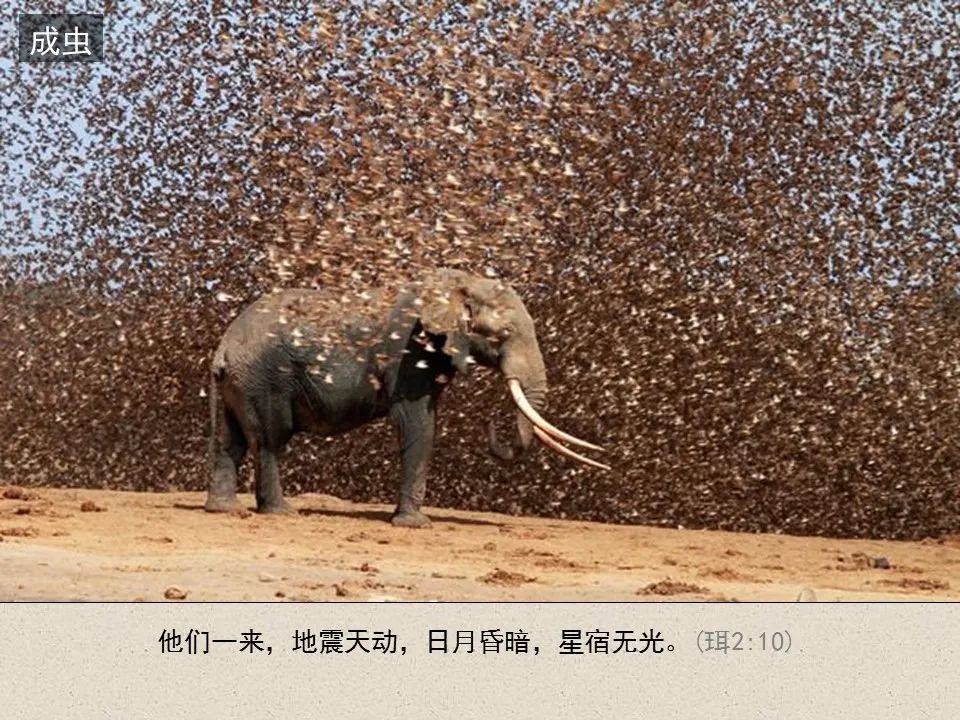 圣经图表——《约珥书》(图44) 圣经图表——《约珥书》(图44)