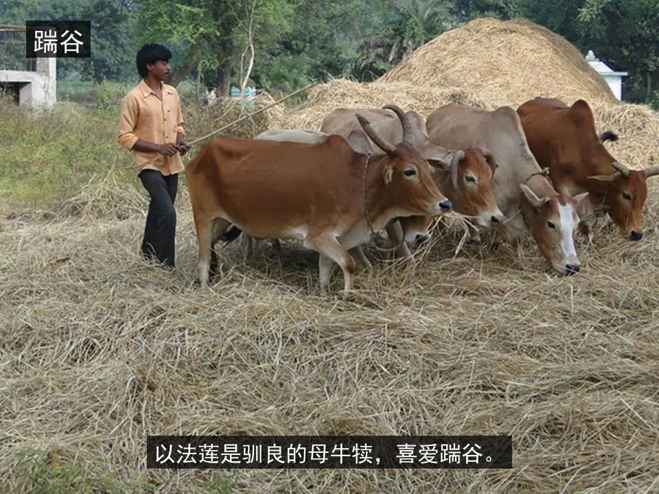 圣经图表——《何西阿书》(图34) 圣经图表——《何西阿书》(图34)