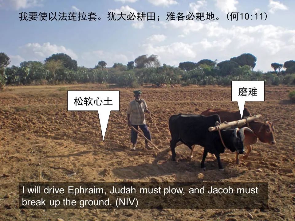 圣经图表——《何西阿书》(图37) 圣经图表——《何西阿书》(图37)