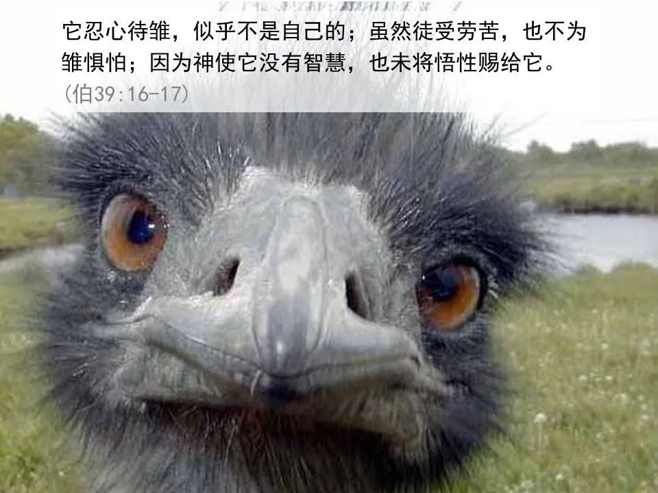 圣经图表——《耶利米哀歌》(图17) 圣经图表——《耶利米哀歌》(图17)