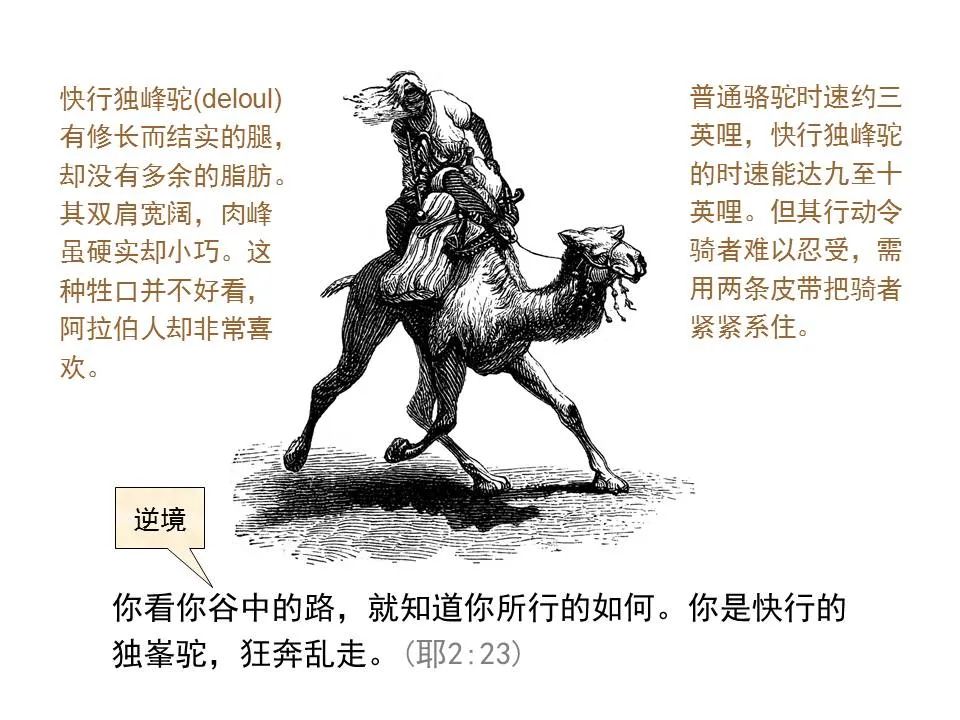 圣经图表——《耶利米书》上(图13) 圣经图表——《耶利米书》上(图13)