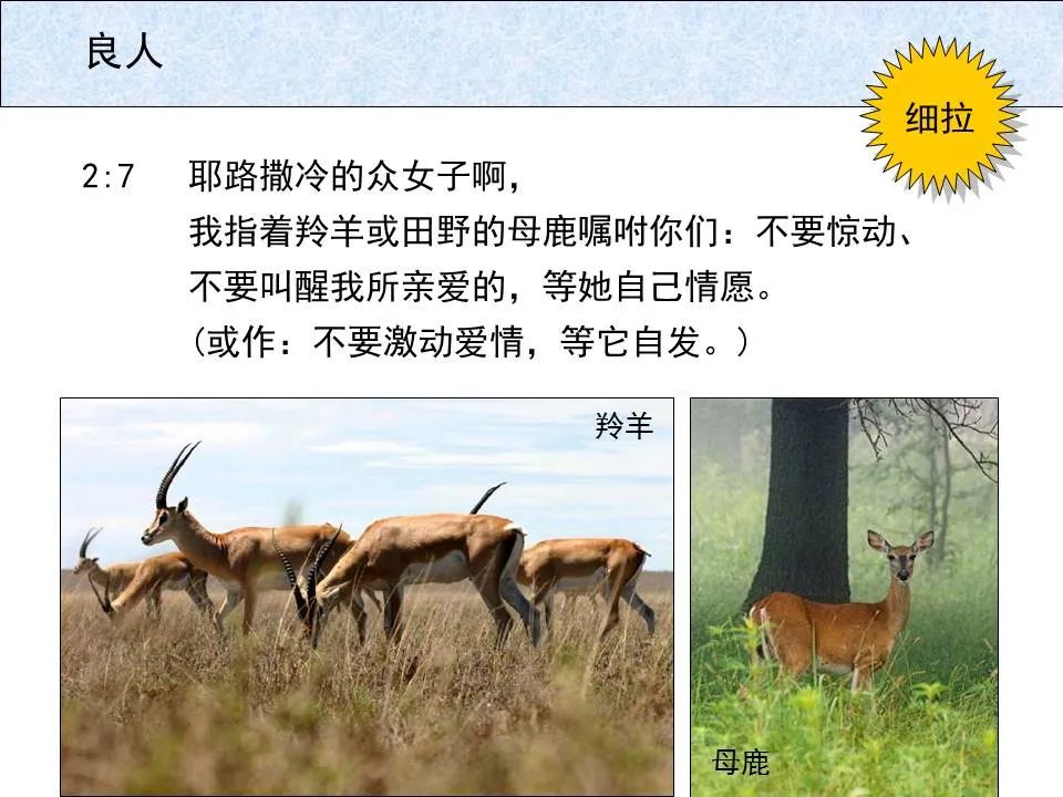 圣经图表——《雅歌》(图15) 圣经图表——《雅歌》(图15)