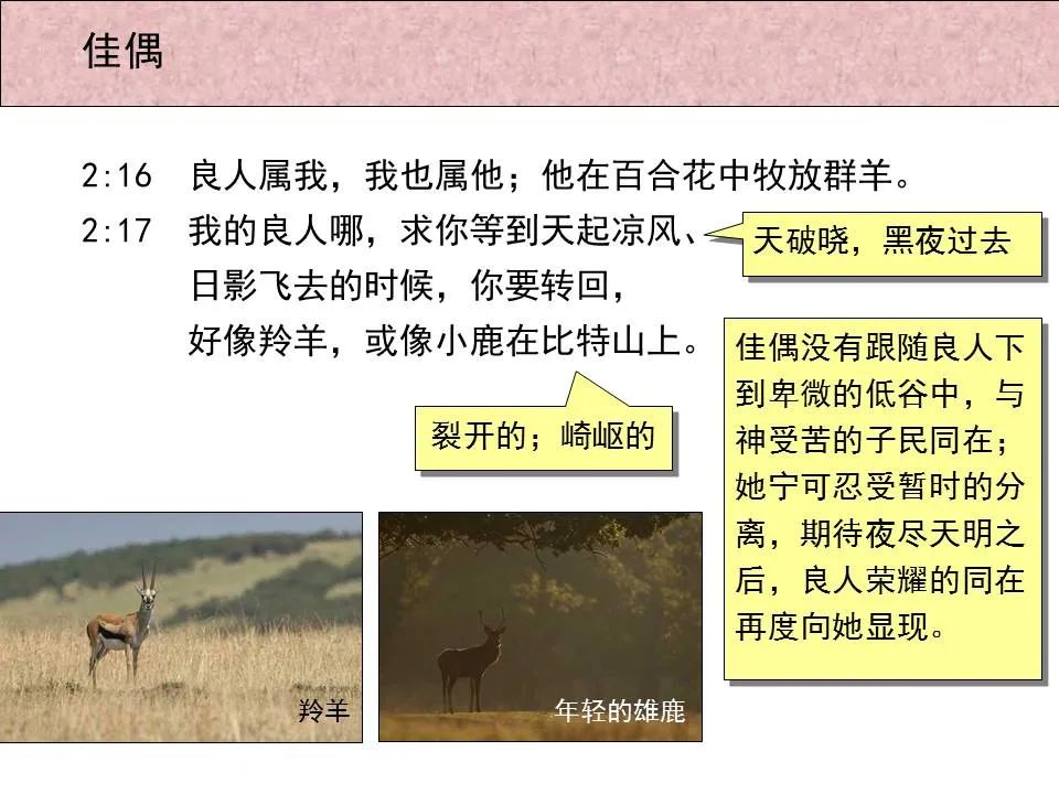 圣经图表——《雅歌》(图23) 圣经图表——《雅歌》(图23)