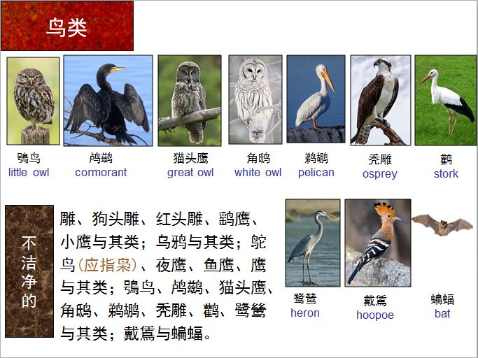旧约圣经图表——利未记(图20) 旧约圣经图表——利未记(图20)